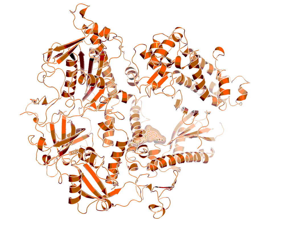 Homology model of HCMV polymerase 