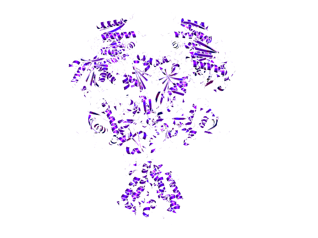 Structure of the NMDA receptor from Xenopus laevis